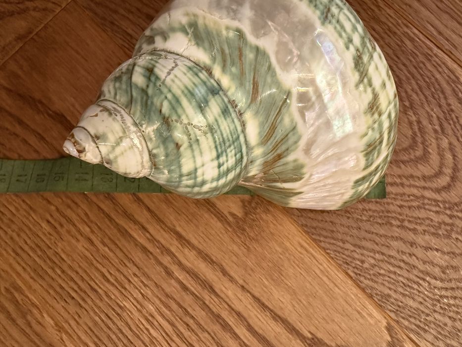 Ракушка мушля 14 см