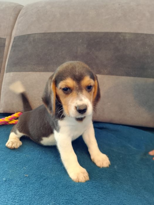 Szczeniak Beagle tricolor