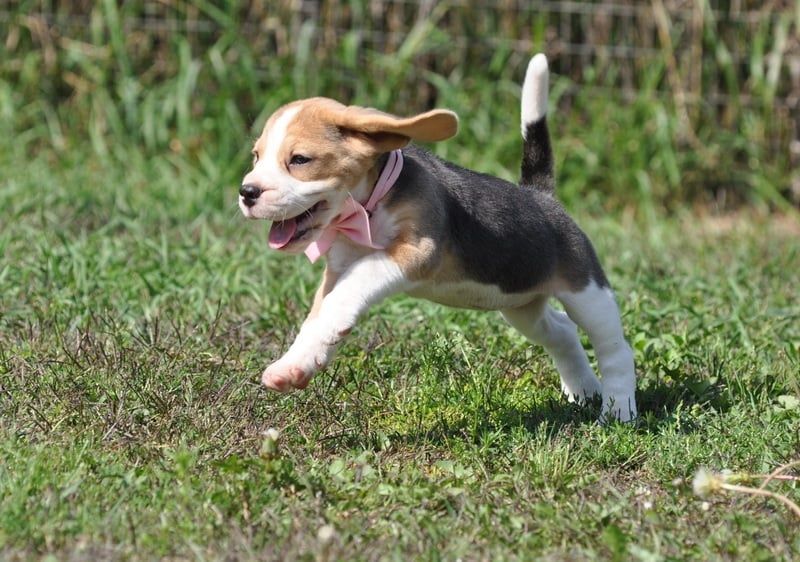 Видео) Элит щенки бигля, цуценята бігля из топ питомника, гентесты.