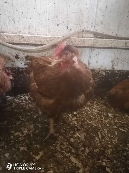 Курочка Голошийка Іспанка червона