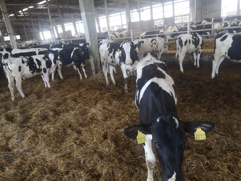 Jałówki mleczne 100 %