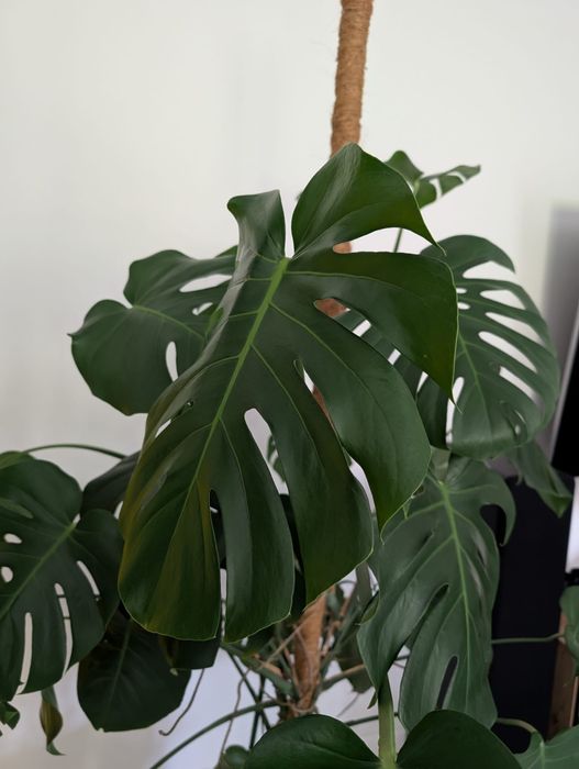 Kwiat Monstera duży