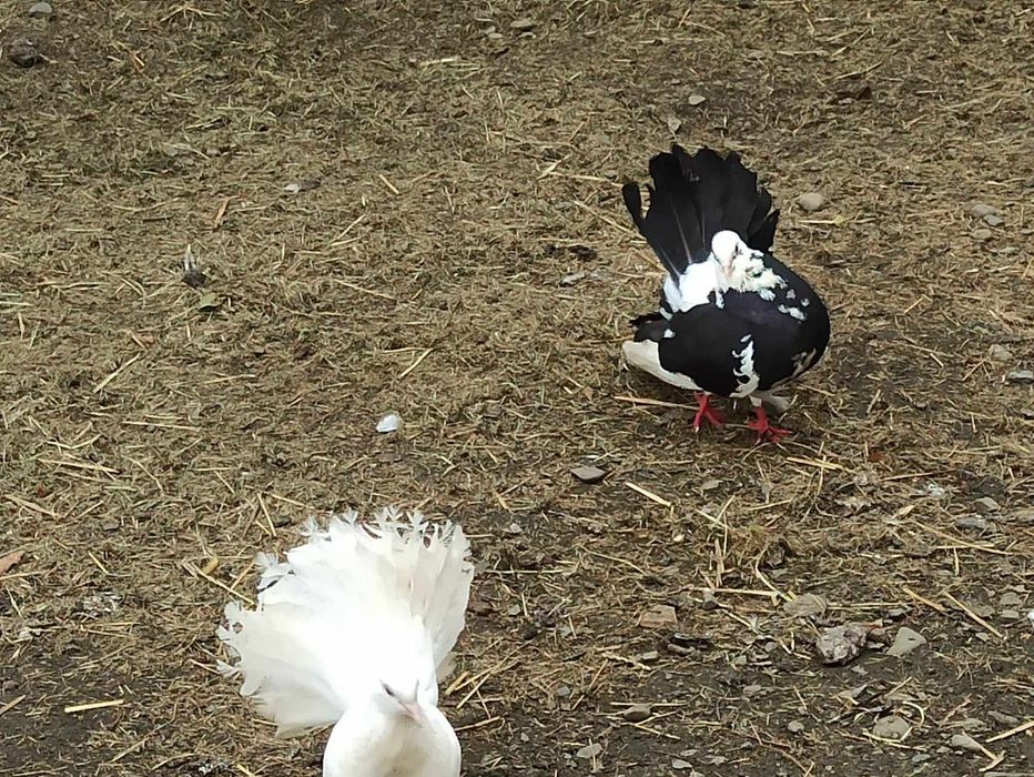 Pawiki gołębie ozdobne - samce