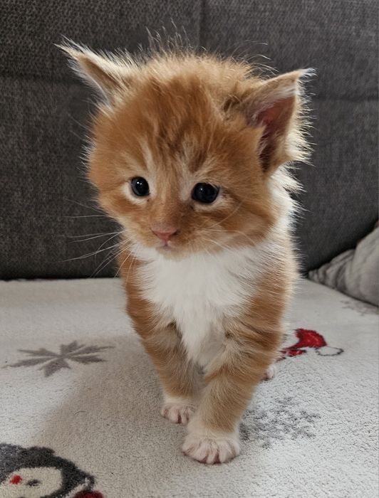 Rudy kawaler maine coon