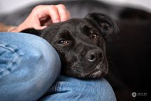 Wrażliwy pies do adopcji