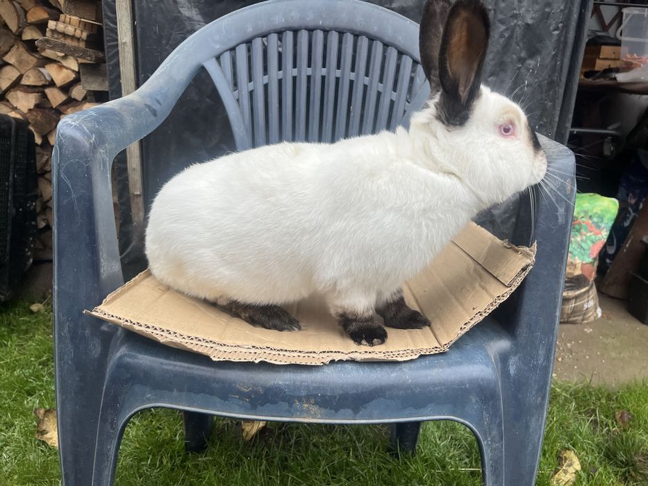 Królik kalifornijski - samiec