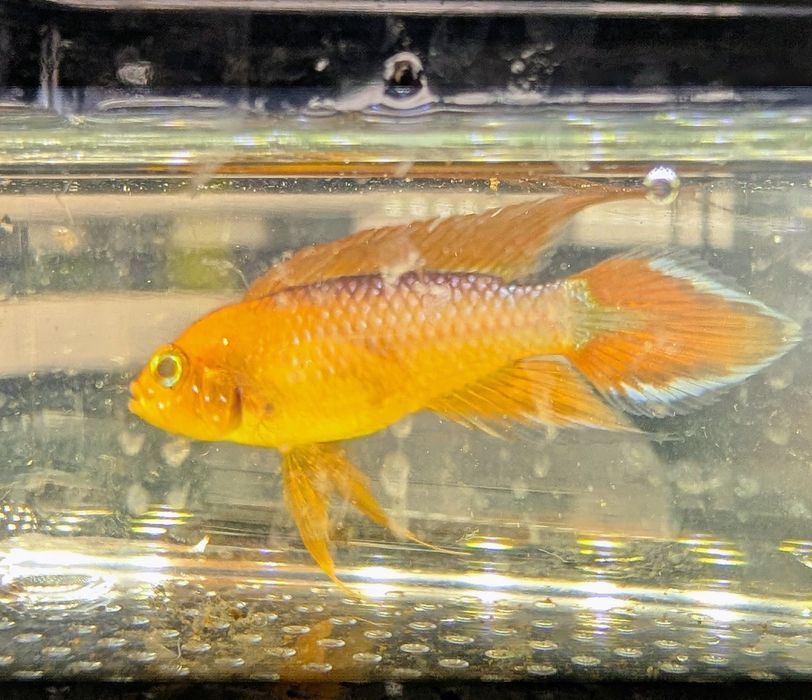 Apistogramma agassizii fire red