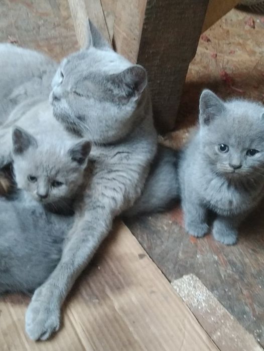киця шотландська, прямовуха