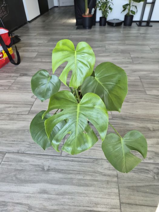 Monstera deliciosa roślina doniczkowa