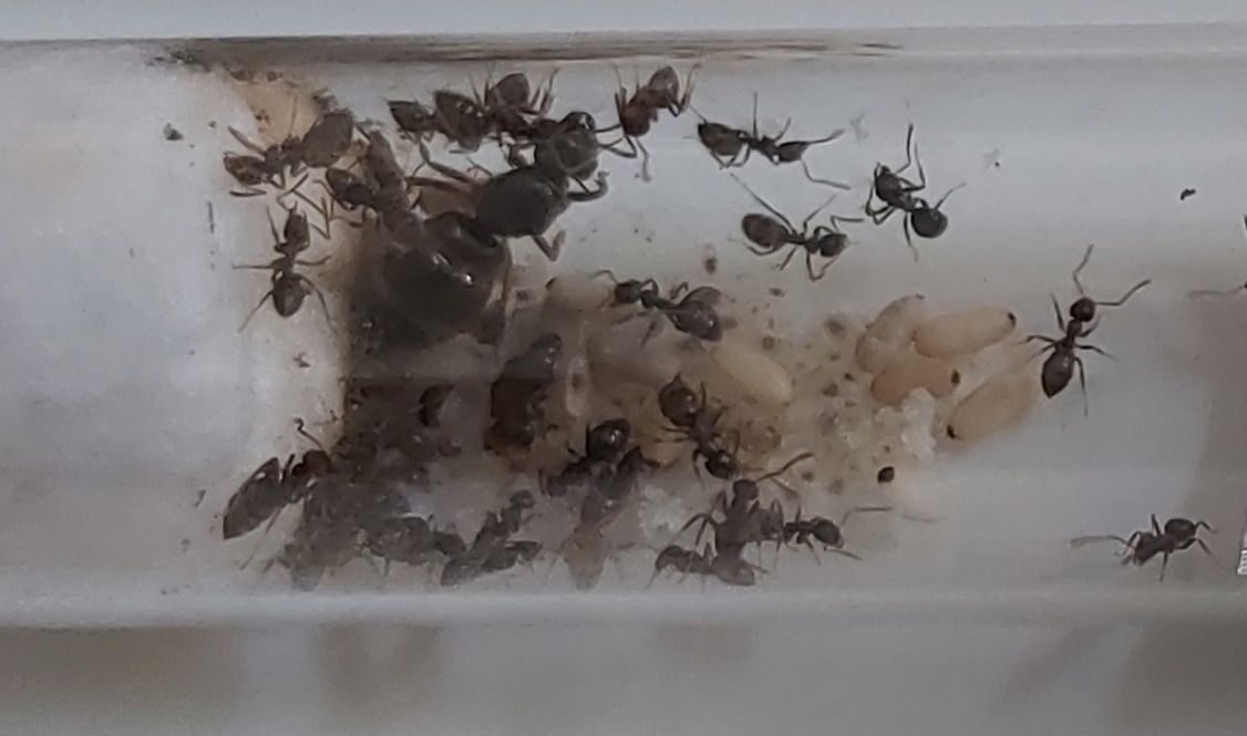 Mrówki kolonia lasius niger