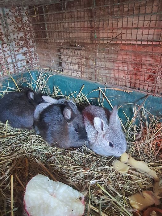 Декоративные кролики