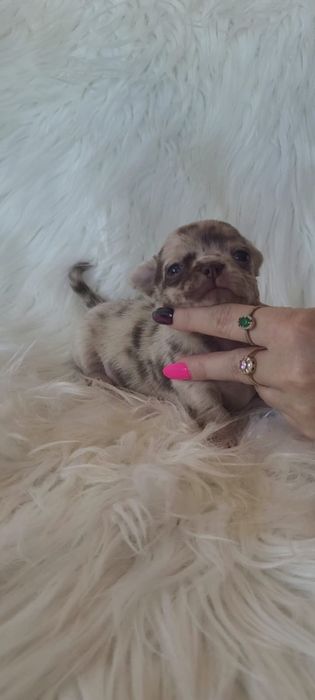 Chihuahua piesek choco merle