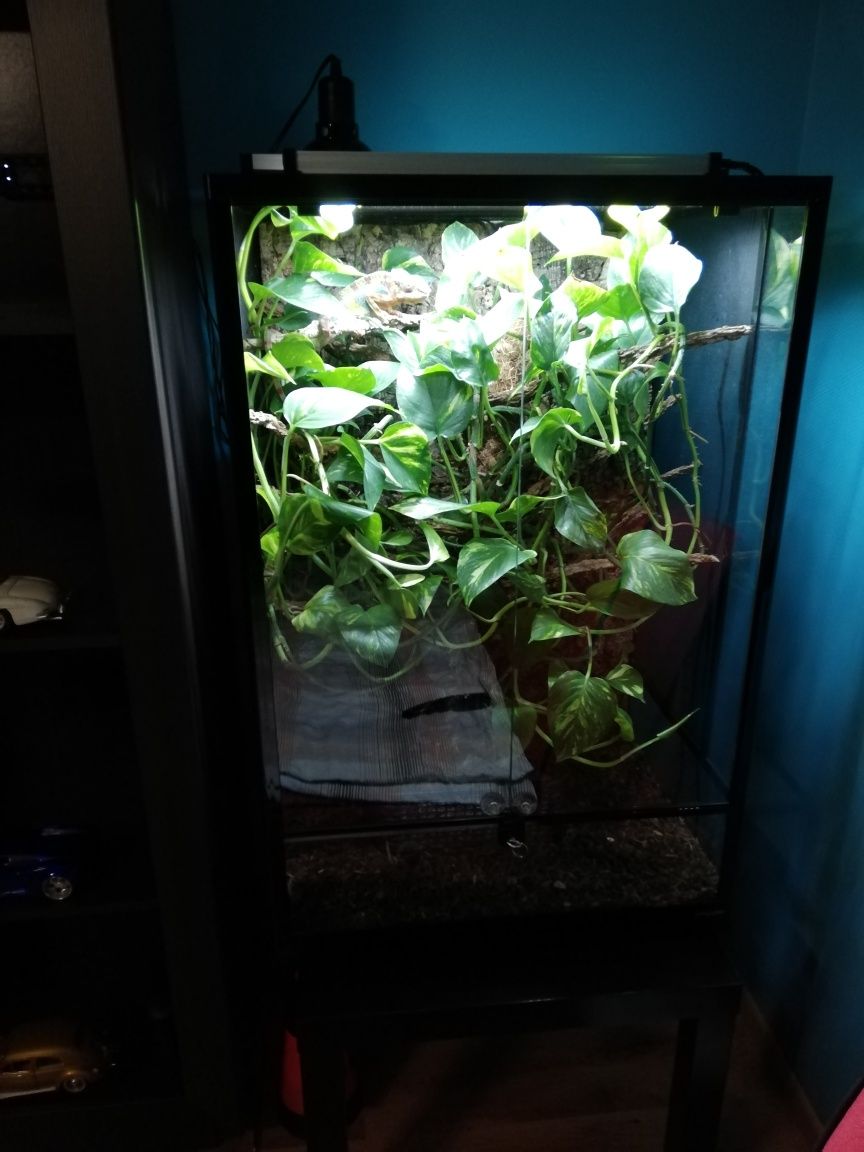 Sprzedam tanio terarium