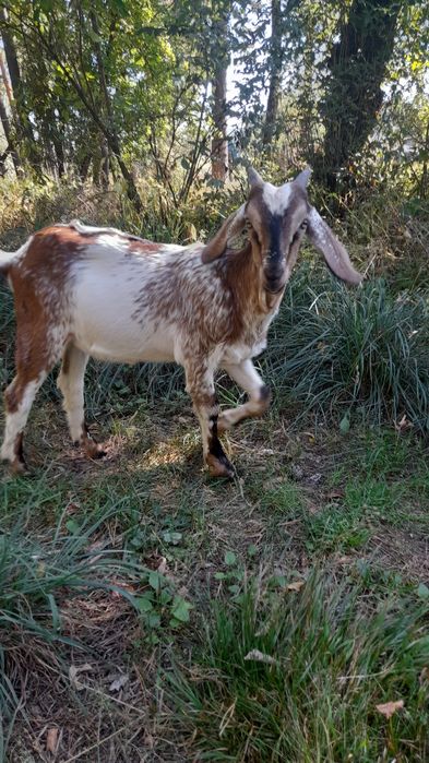 Козенята заано-нубійці 75%. Можливий обмін