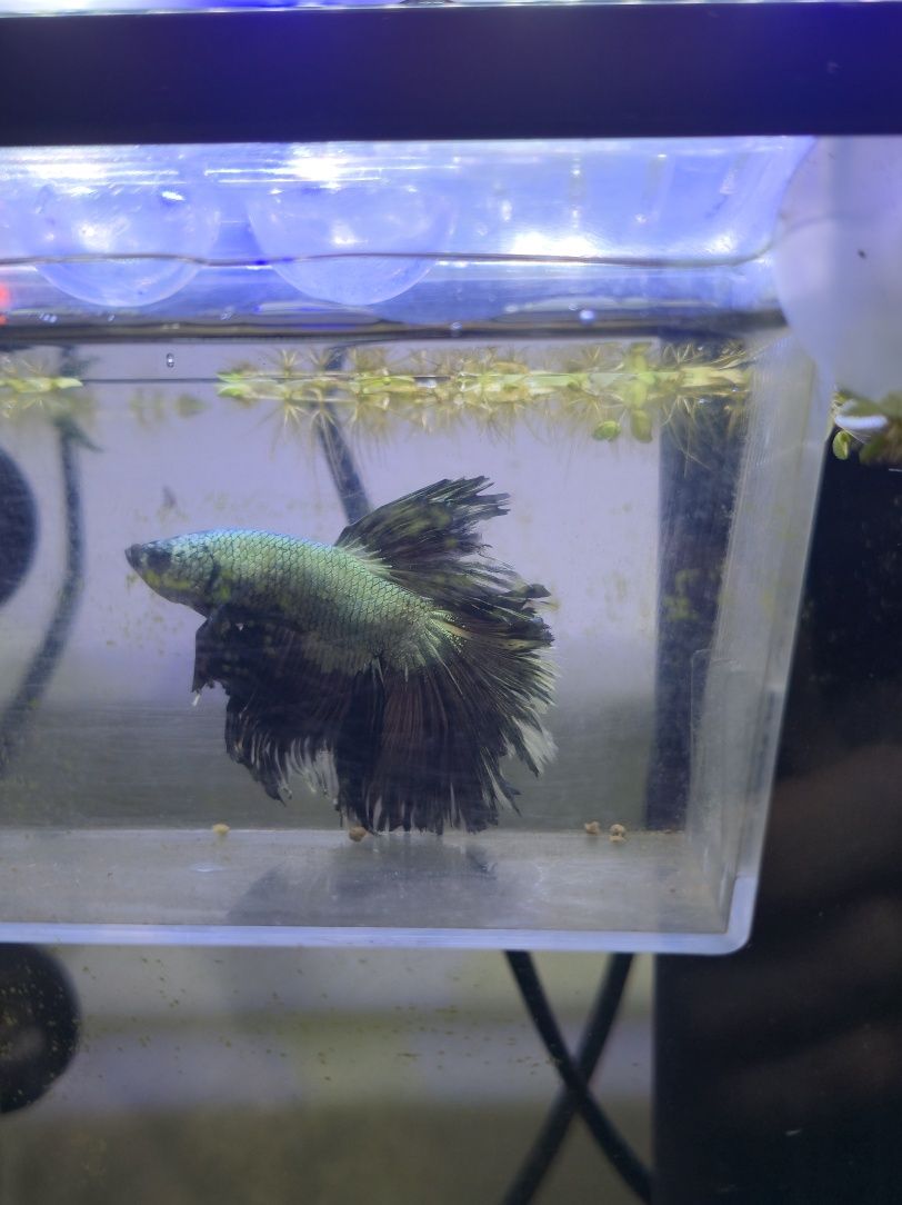 Betta macho meia lua