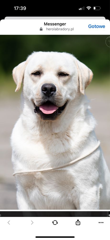 Labrador z rodowodem ZKwP FCI