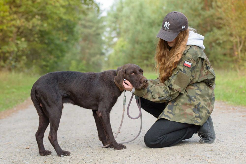 Racuch - cudowny pies w typie wyżła szuka domu