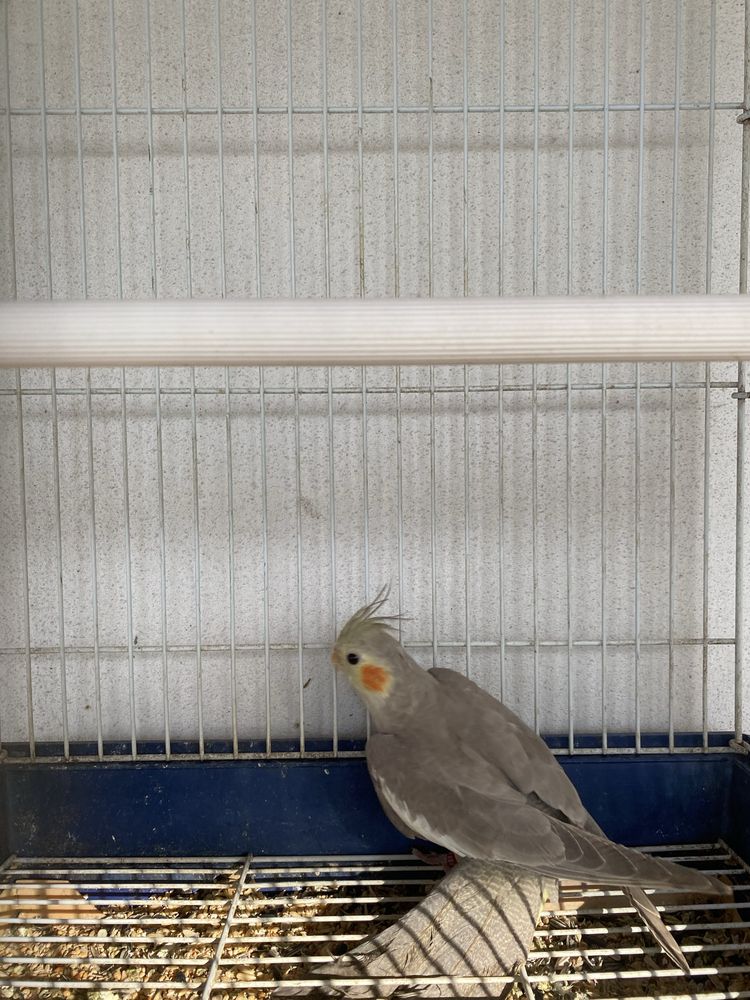 Vendo 2 fêmeas de caturra