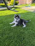 Piesek syberyjski husky