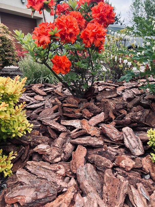 Kora sosnowa 80-130mm worek 50L Sortowana mega gruba możliwa wysyłka