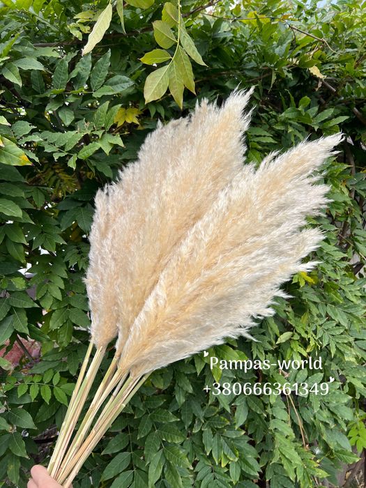 Кортадерія , кортадерія