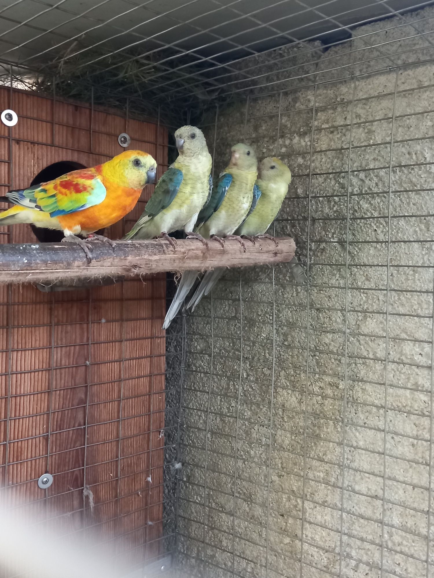 Red rumped   prontos a criar