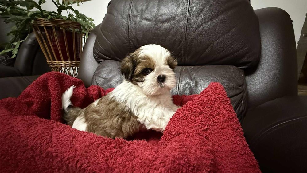 Piesek shih tzu z rodowodem