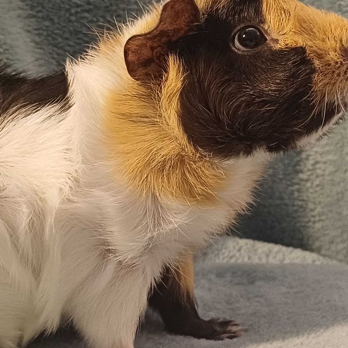 Sprzedam młode świnki morskie