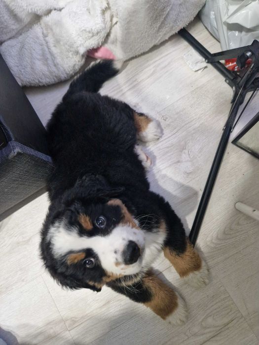 barneński pies pasterski