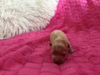 Szpic miniaturowy pomeranian dziewczynka
