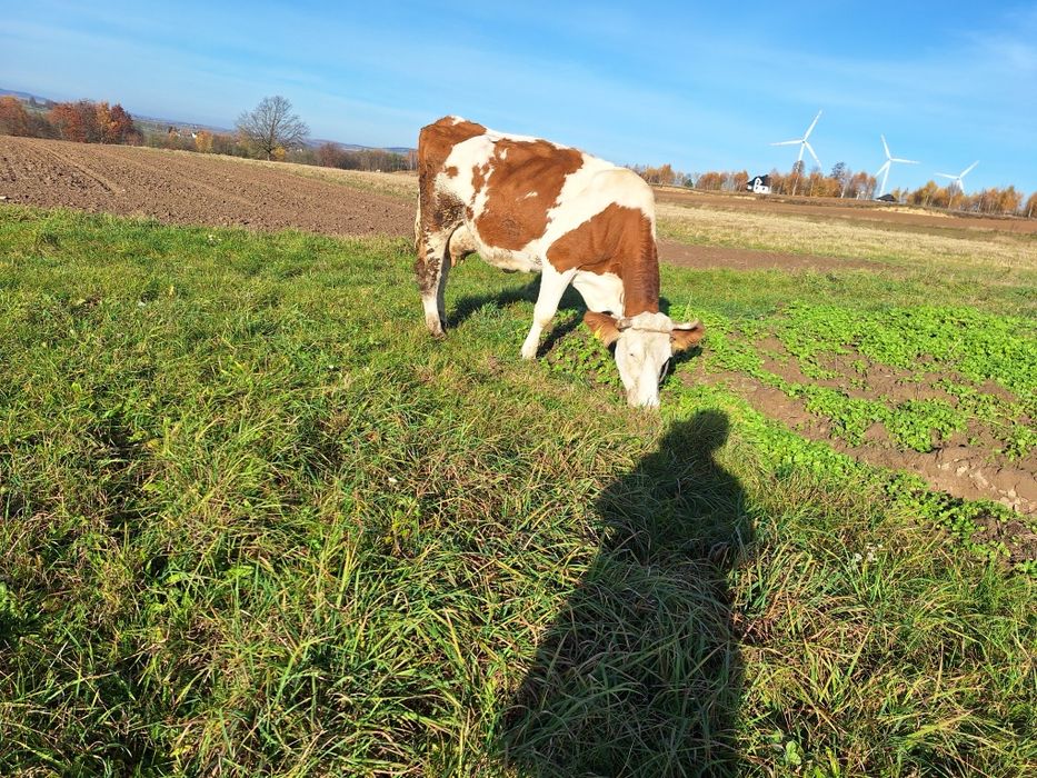 Krowa mleczna czerwono-biała