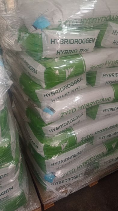 Żyto hybrydowe Danko TUR