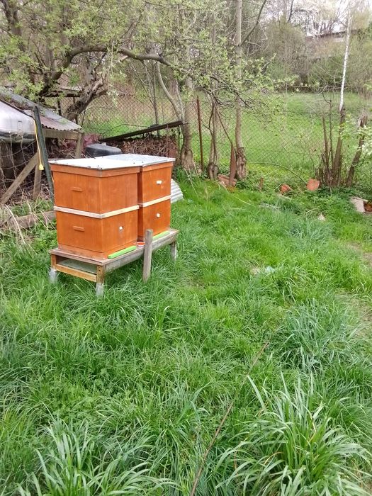 Ule Ostrowskiej Na Ramka 36x23cm