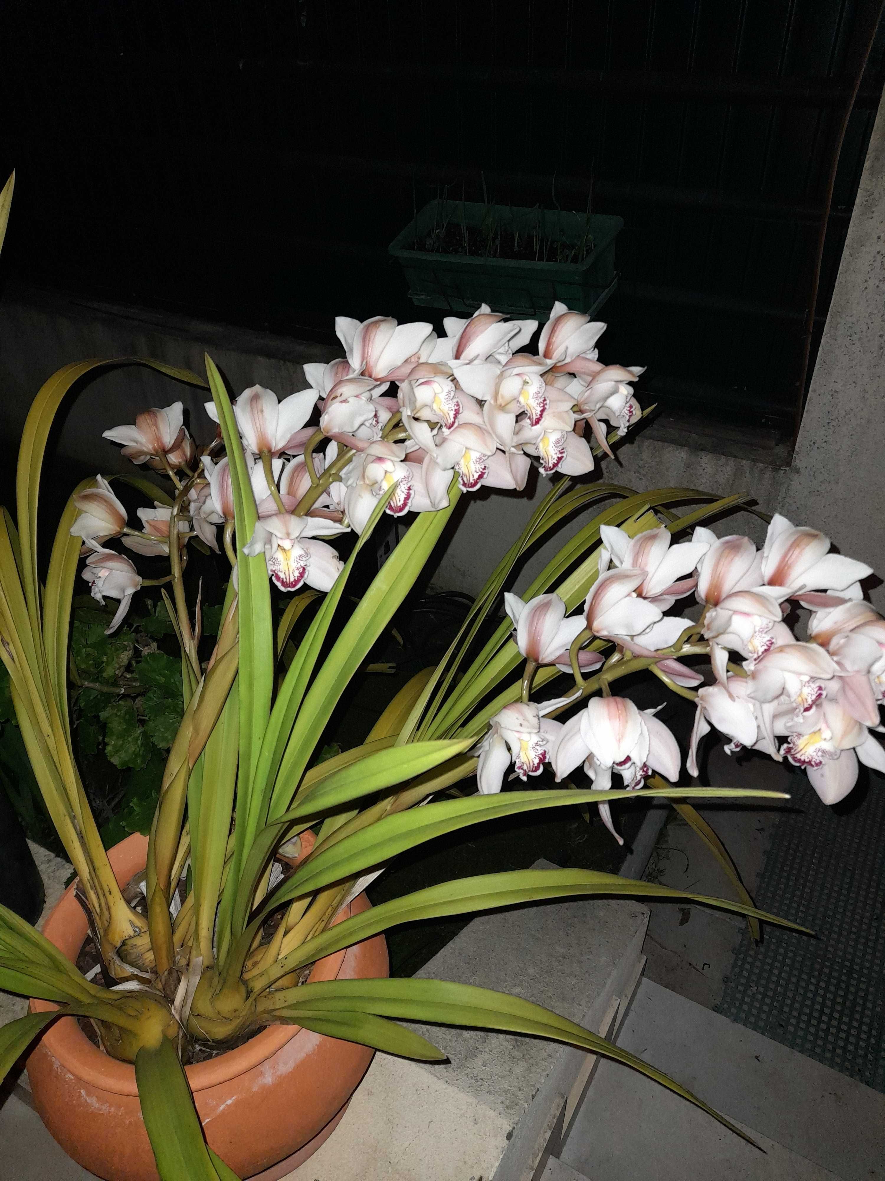 Orquídeas em vaso