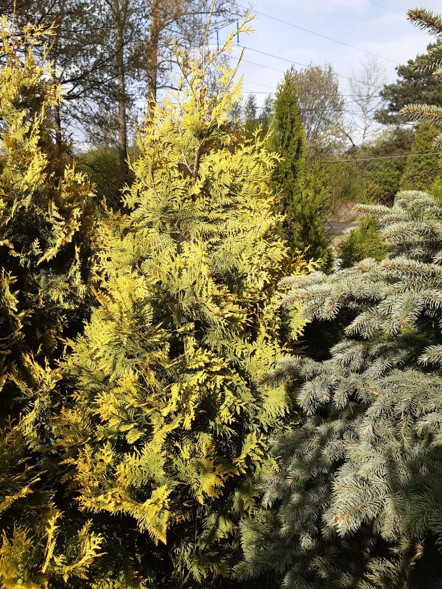 Tuja złocista, (Thuja occidentalis Aurescens) 190-210 cm w donicy