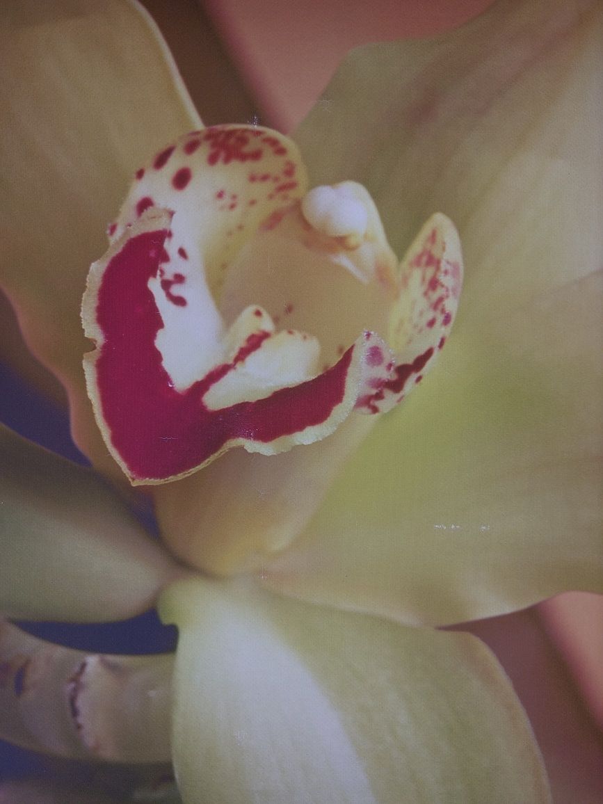 Картина для інтерєру  "Орхідея" 50*60