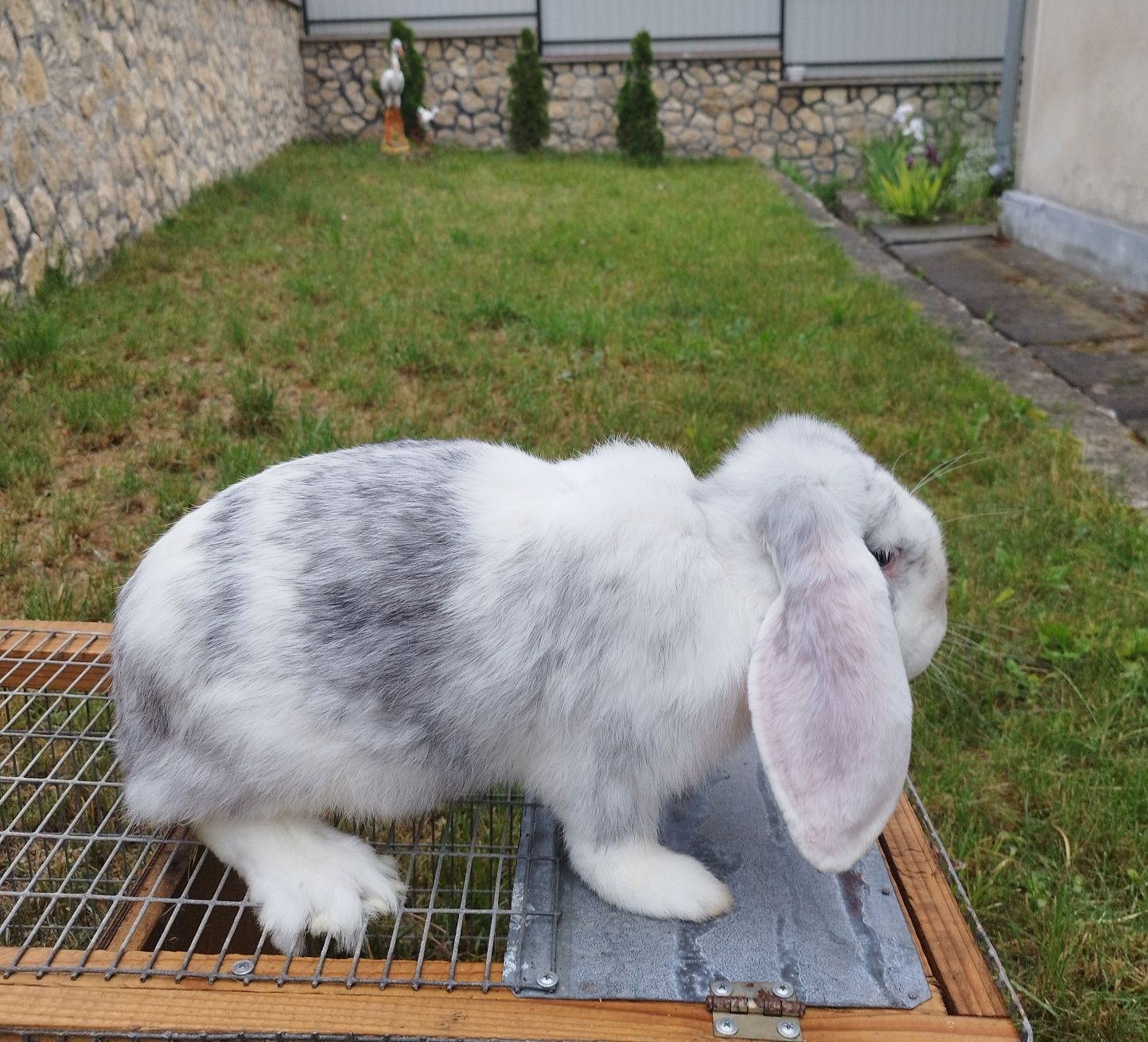 Кролики породи Французький баран