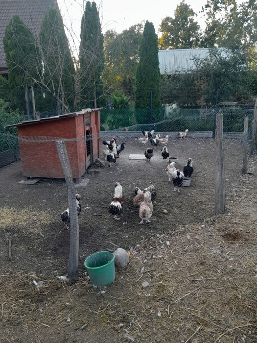Sprzedam kury ozdobne