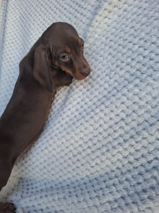 Piesek Jamnik Krótkowłosy czekoladowy