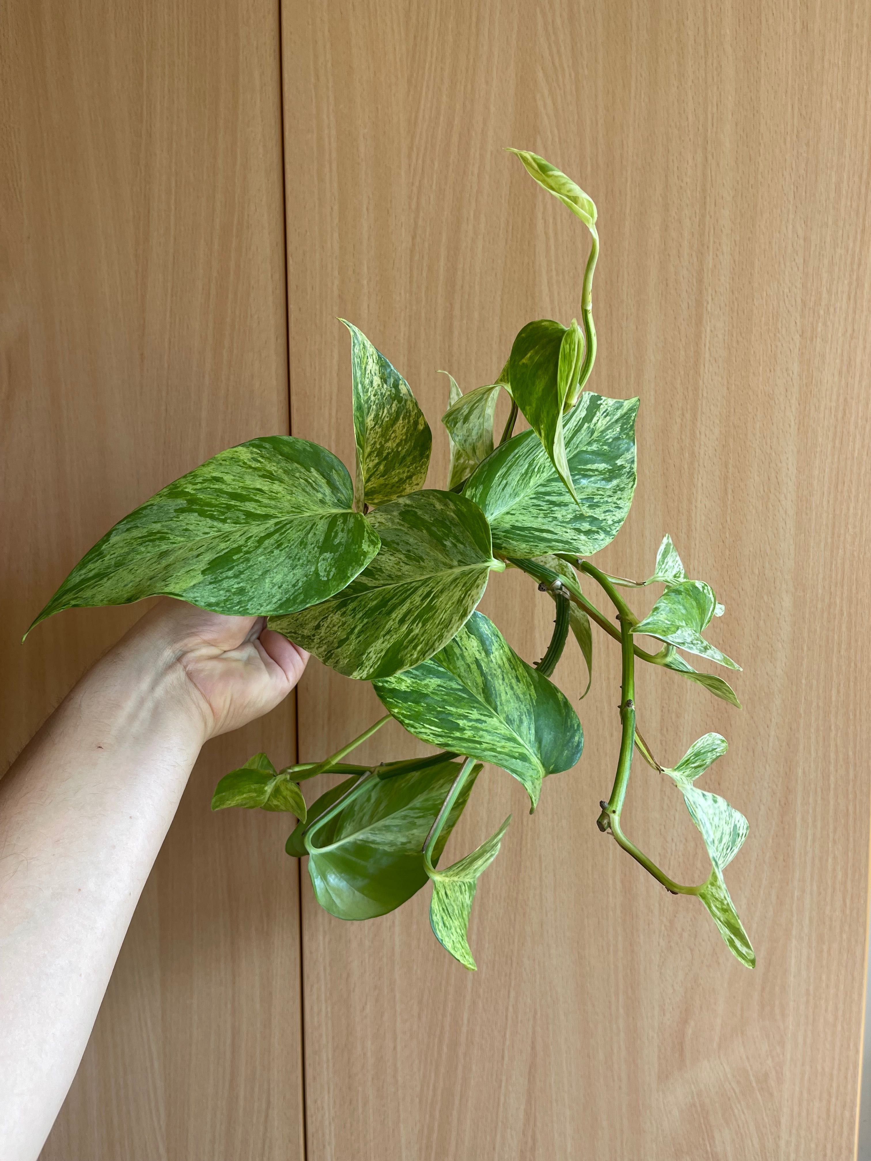 Epipremnum sadzonki