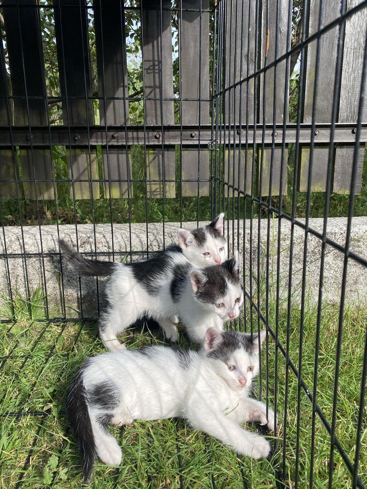 Koty kotki kociaki