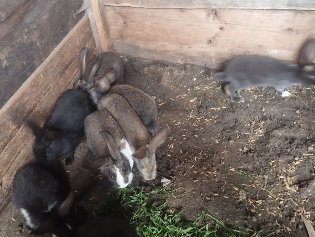 Кролі змішаних порід віком 2 місяці