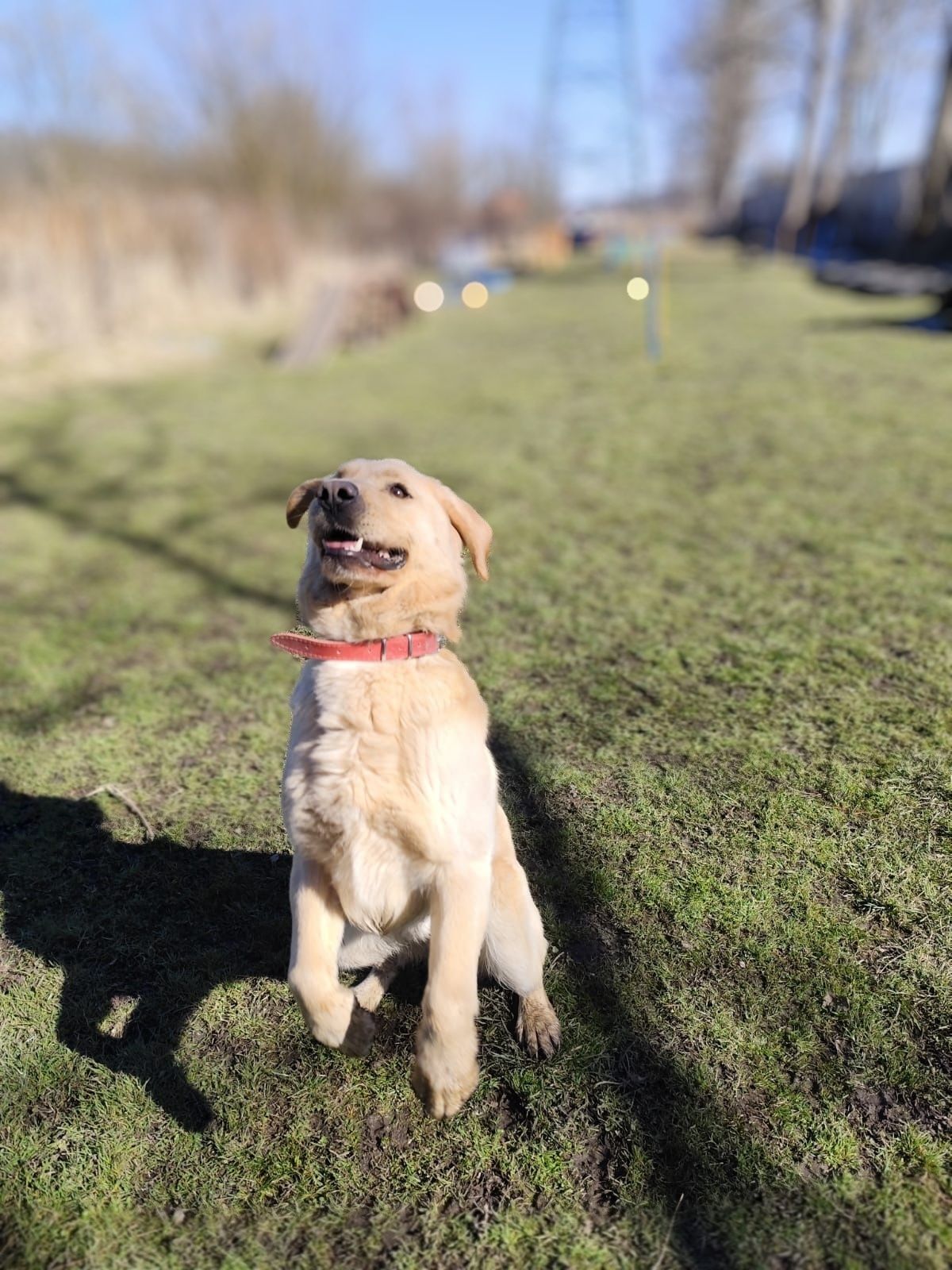 Szogun w typie Labrador szuka domu