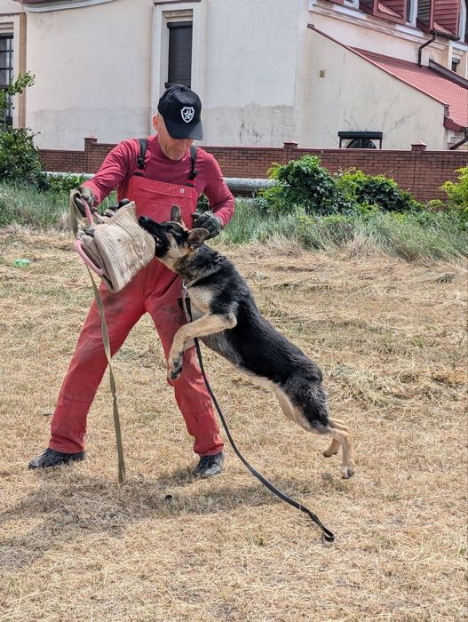 Підрощєна дівчинка німецької вівчарки робочого розведення