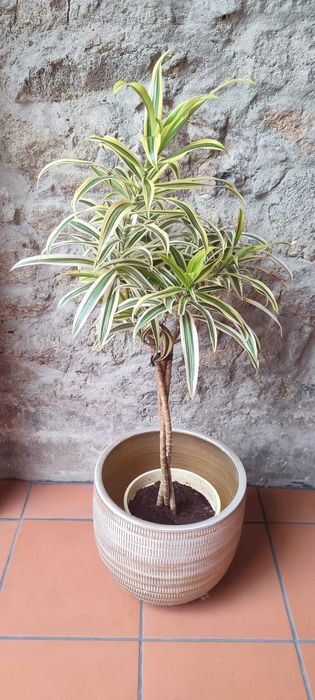 Vasos decorativos para plantas