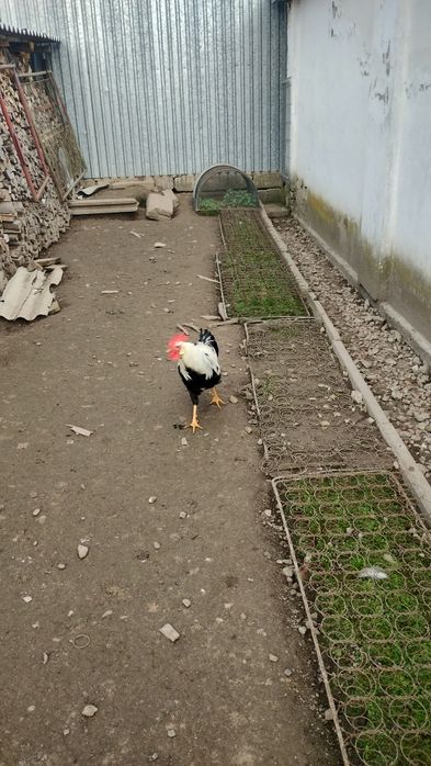 Kogut Włoszka srebrna