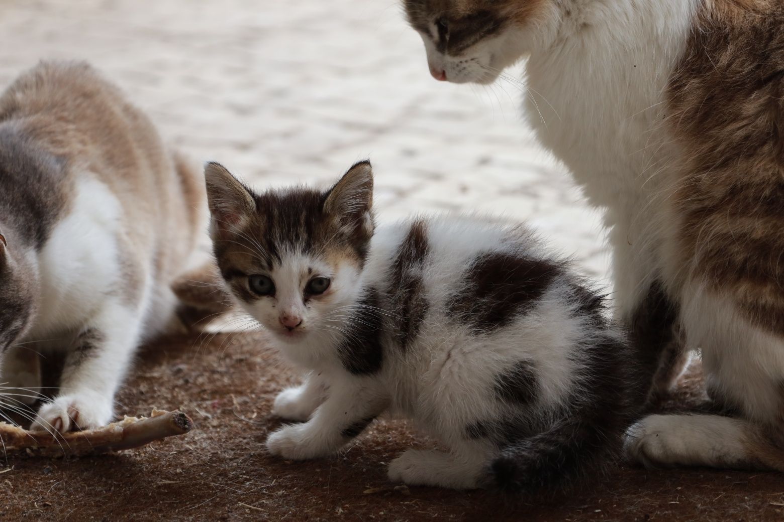 Gatinhas bebés para adopção responsável