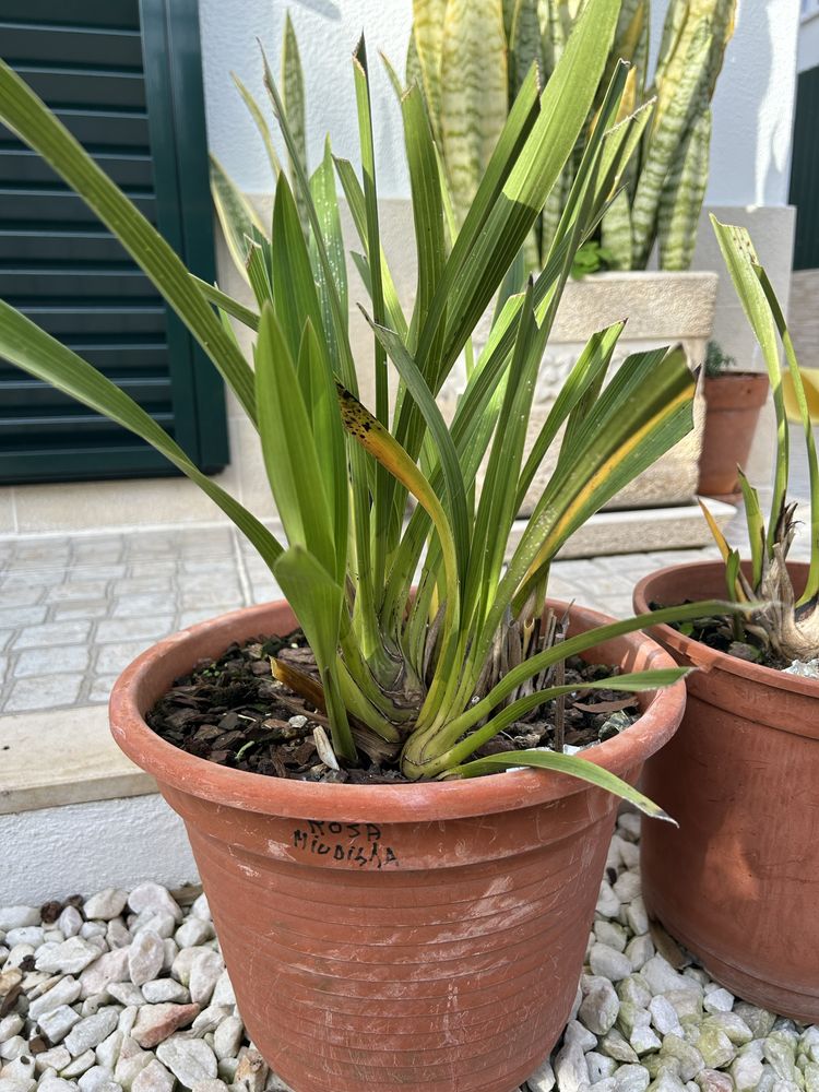 Vendo orquidias sem flor, mas sei a cor delas