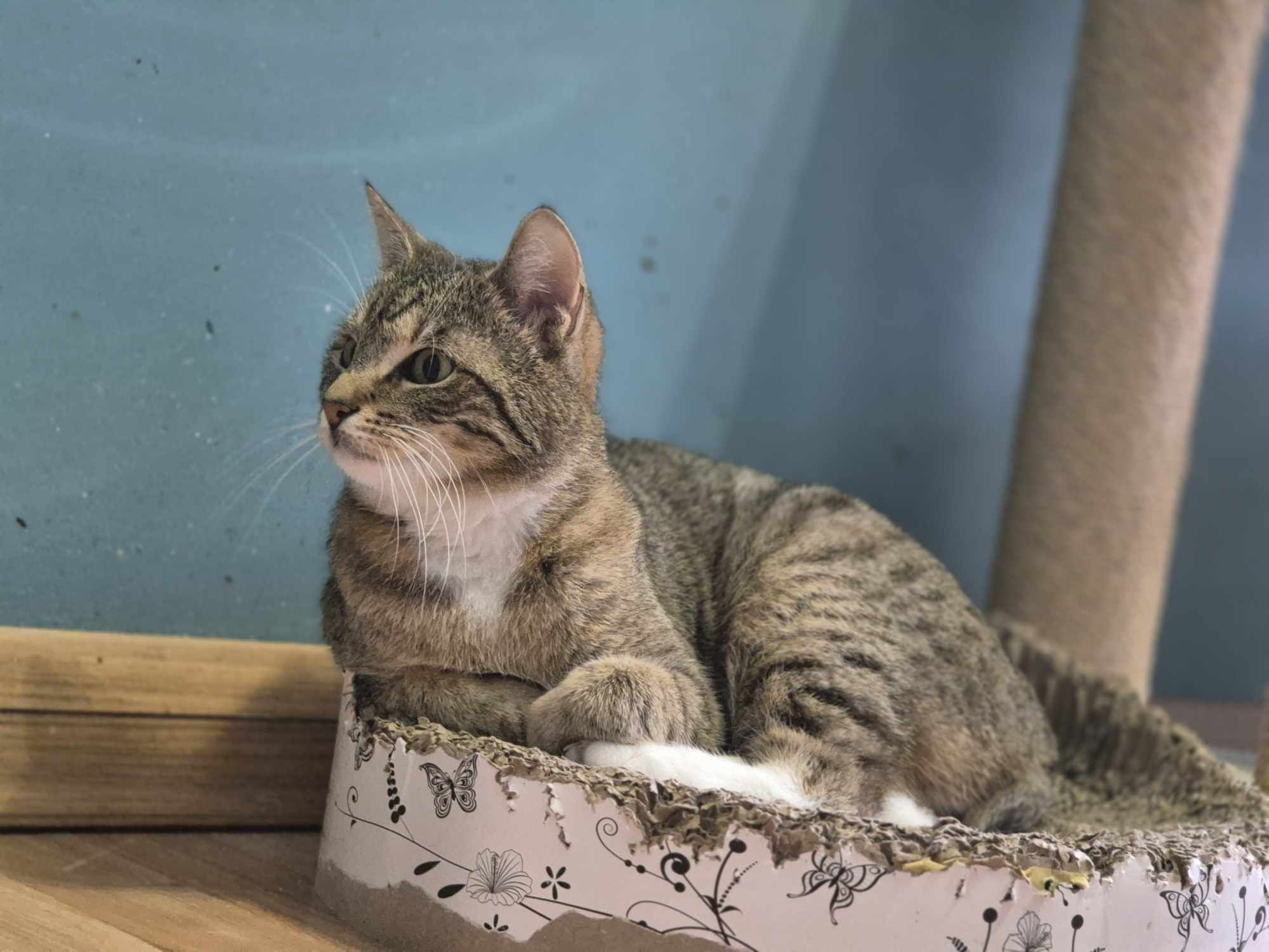 Dynia bardzo chce do domu -kot do adopcji