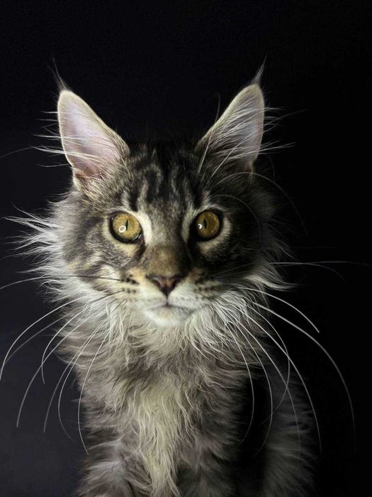 Сріблястий мейн-кун котик зі всіма документами WCF Ген тести батьків